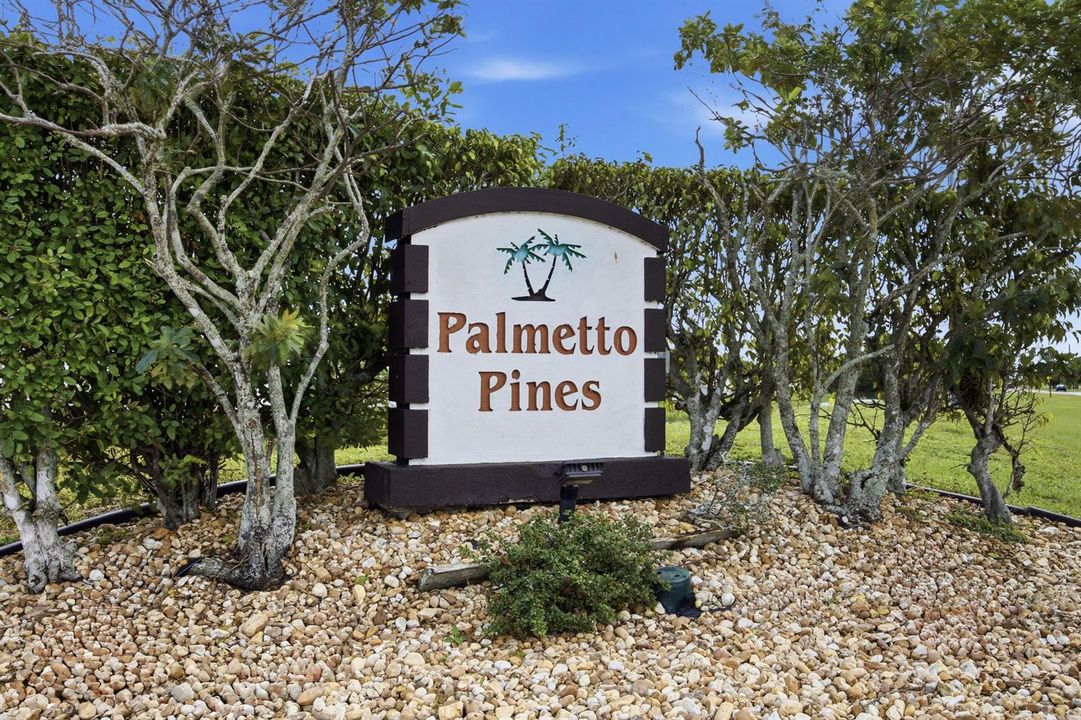 palmetto pines