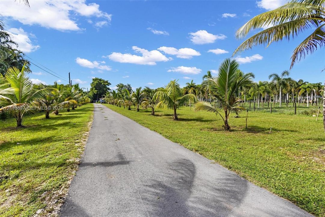 Asphalt driveway bordered by mature palm trees and expansive grassy acreage