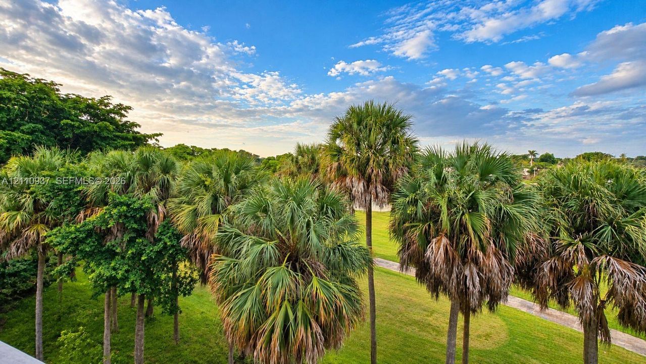 Expansive green space featuring mature palm trees, manicured lawn areas, and a paved walkway