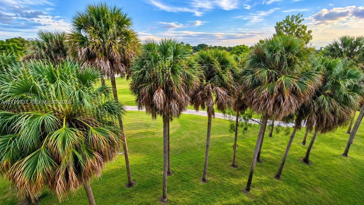Expansive grounds featuring manicured turf and mature palm trees