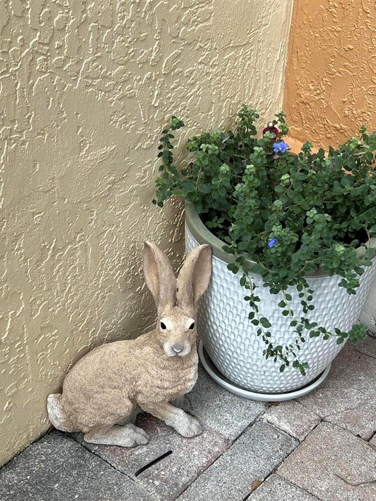 BUNNY
