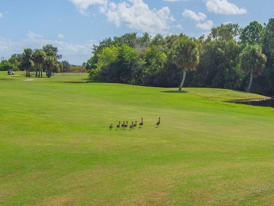 Enjoy the wildlife at Gator Trace