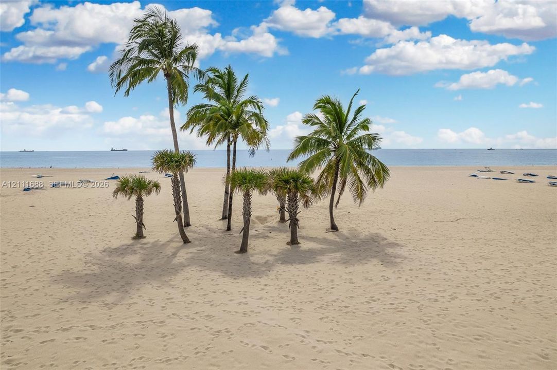 Sandy beachfront landscape featuring mature palm trees and direct ocean frontage