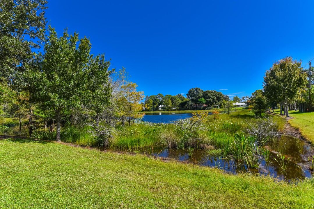 Pond Across the Street