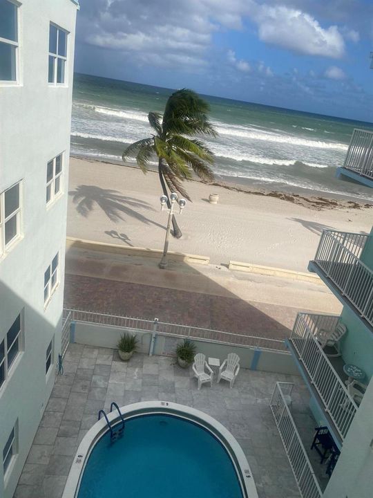 Westbury Palm Tree