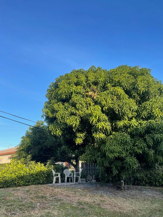 Mango tree back of the house