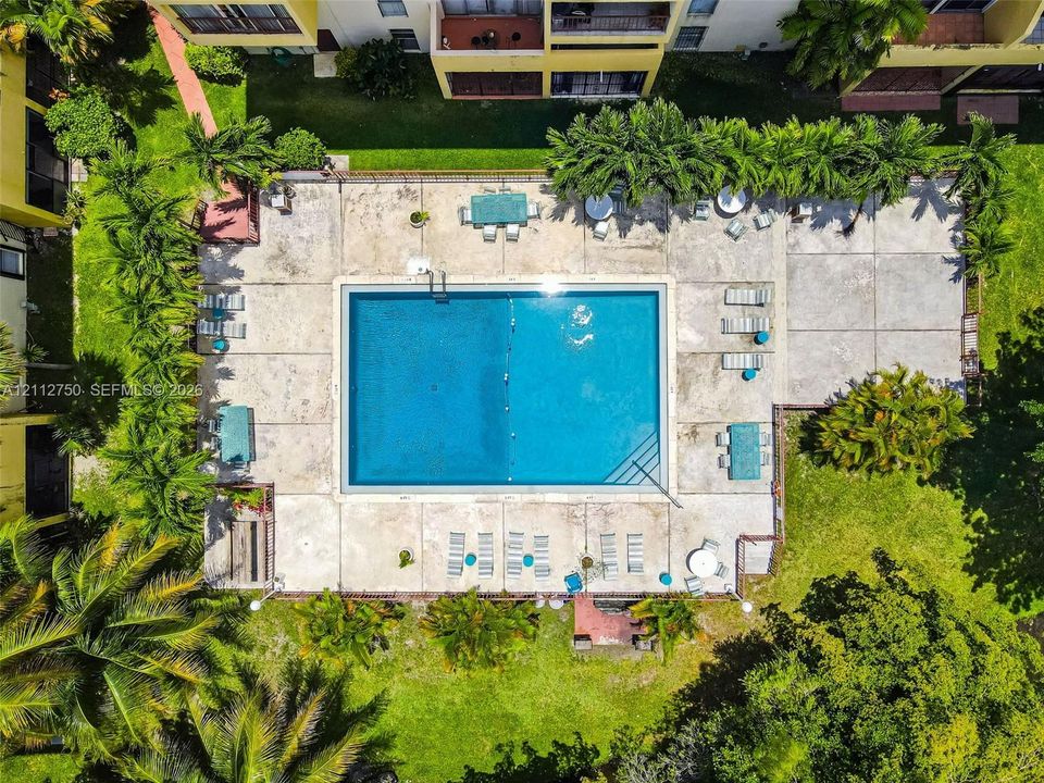 Rectangular swimming pool featuring a concrete deck, perimeter landscaping, and mature palm trees