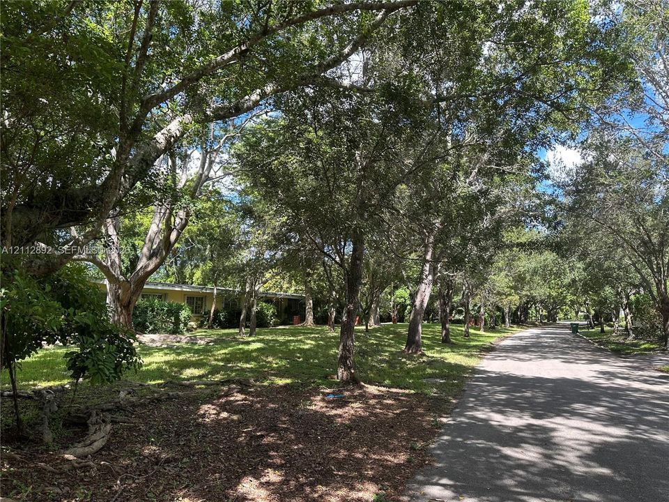 Expansive lot featuring mature canopy trees, established landscape, and paved road access