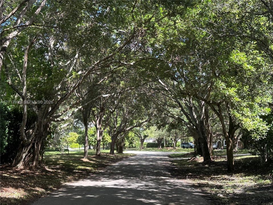 Tree-lined paved driveway featuring mature canopy trees