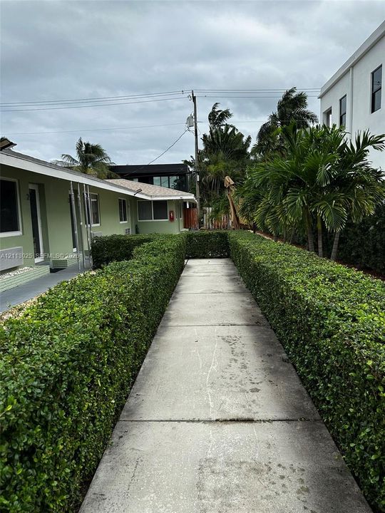 Concrete walkway flanked by manicured shrub hedges and palm trees
