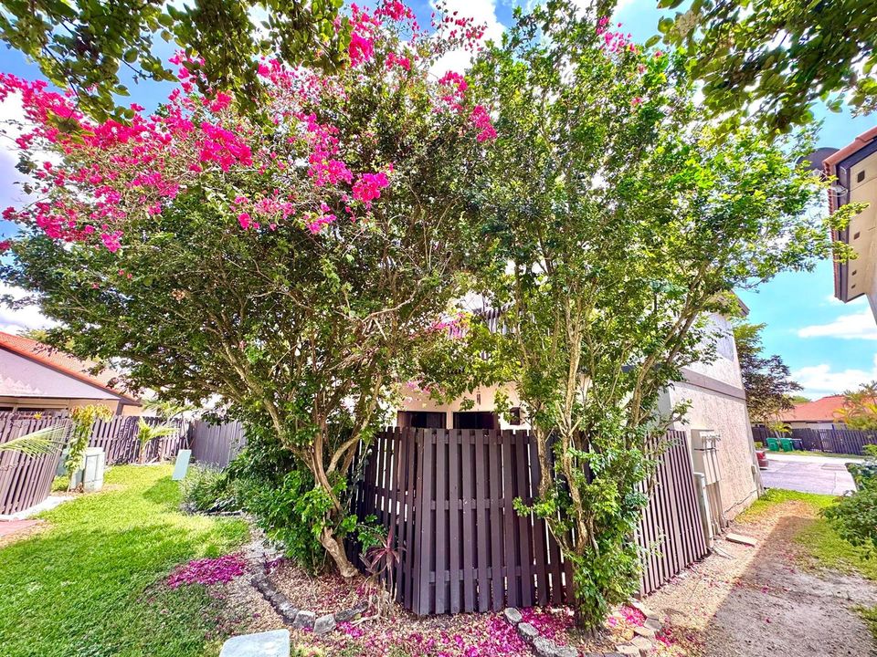 Bougainvillea and Jasmine