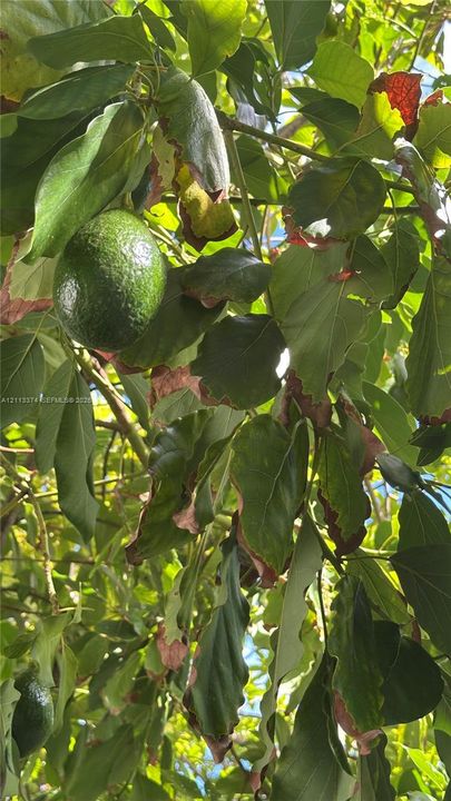 Mature avocado tree with broad green foliage