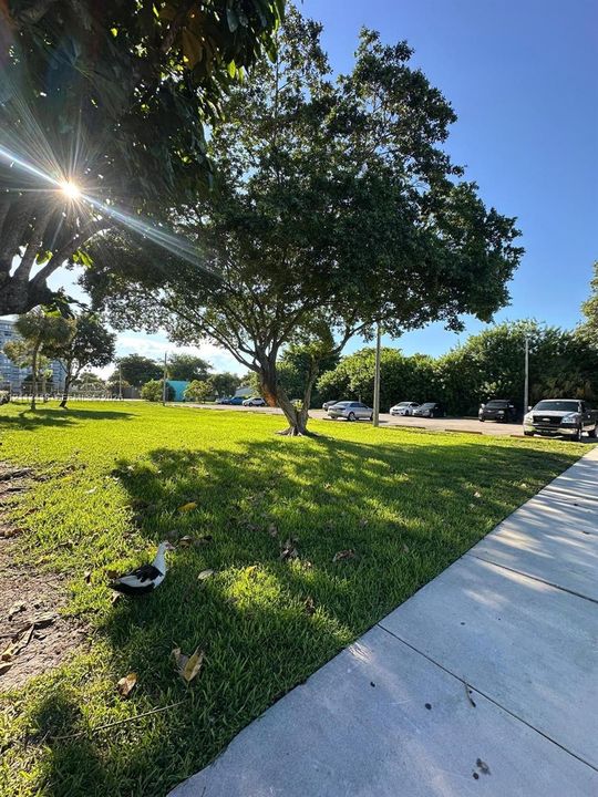 Expansive green space featuring mature canopy trees, manicured turf, and paved concrete walkways