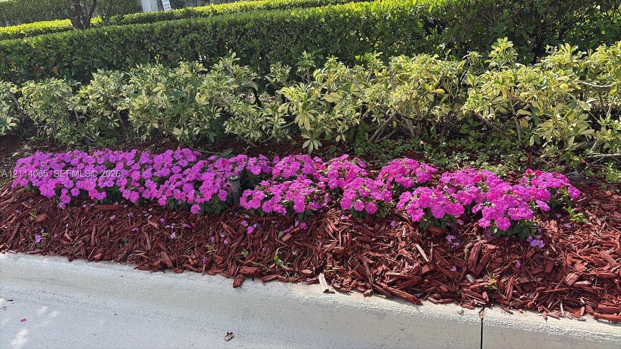 Landscaped garden bed featuring purple bedding plants, manicured shrubbery, and wood-chip mulch bordering a concrete curb