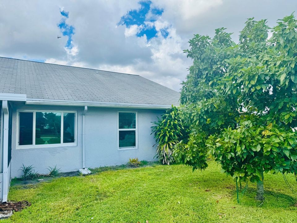 avocado tree by the home