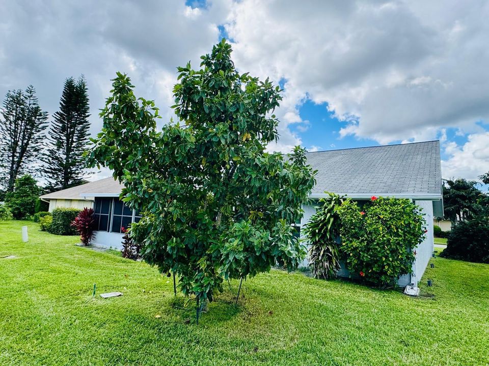 view on house from back with avocado tre