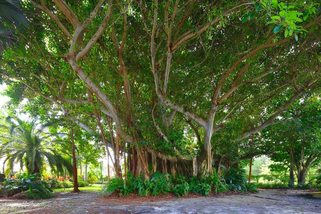 Mature banyan tree with an expansive canopy, complex root structure, and integrated ground-level ferns