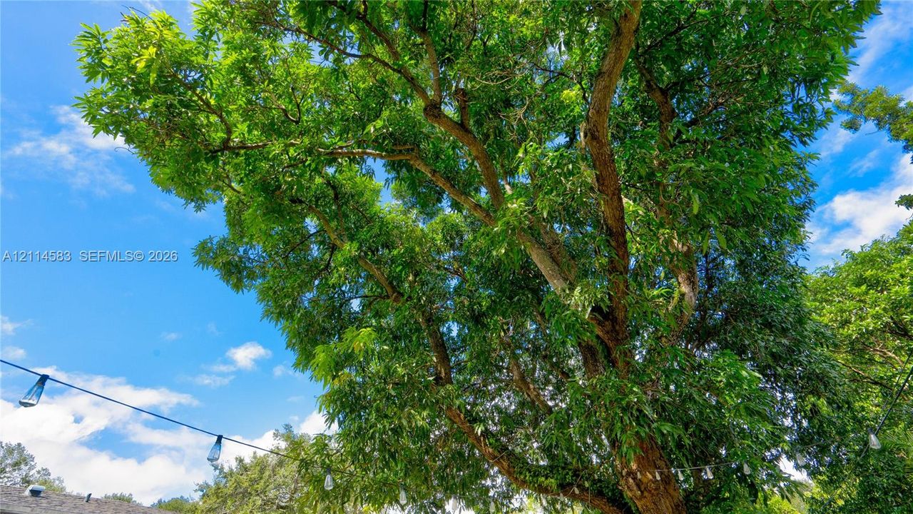Mature canopy tree with dense foliage and overhead string lighting
