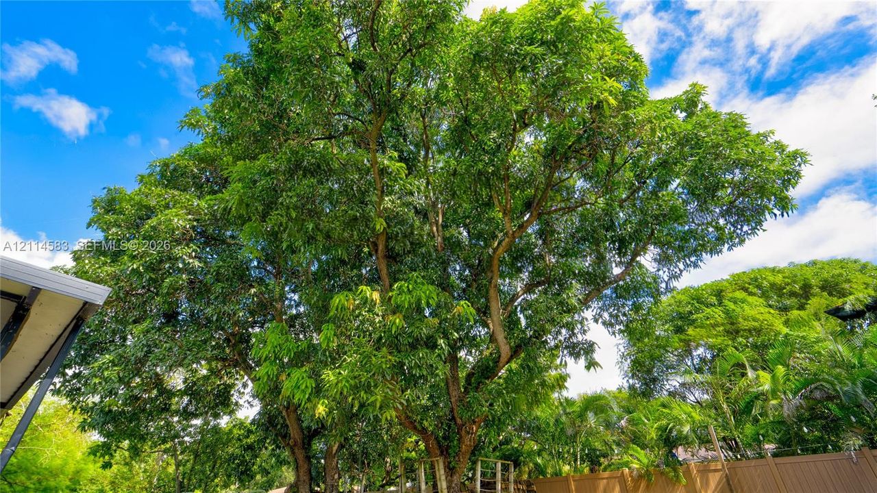 Mature canopy tree situated within a fenced exterior area