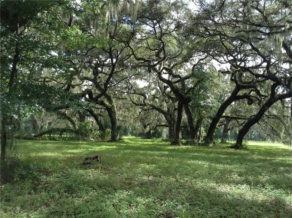 Picturesque majestic oaks