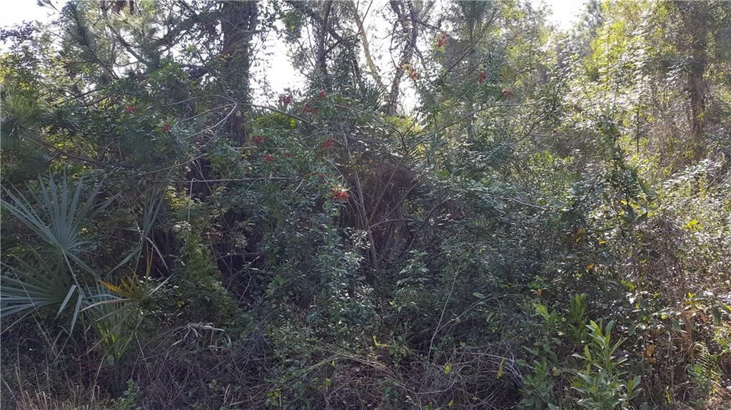 Quiet and peaceful 1 acre lot to enjoy your animals, crops, or recreational toys...