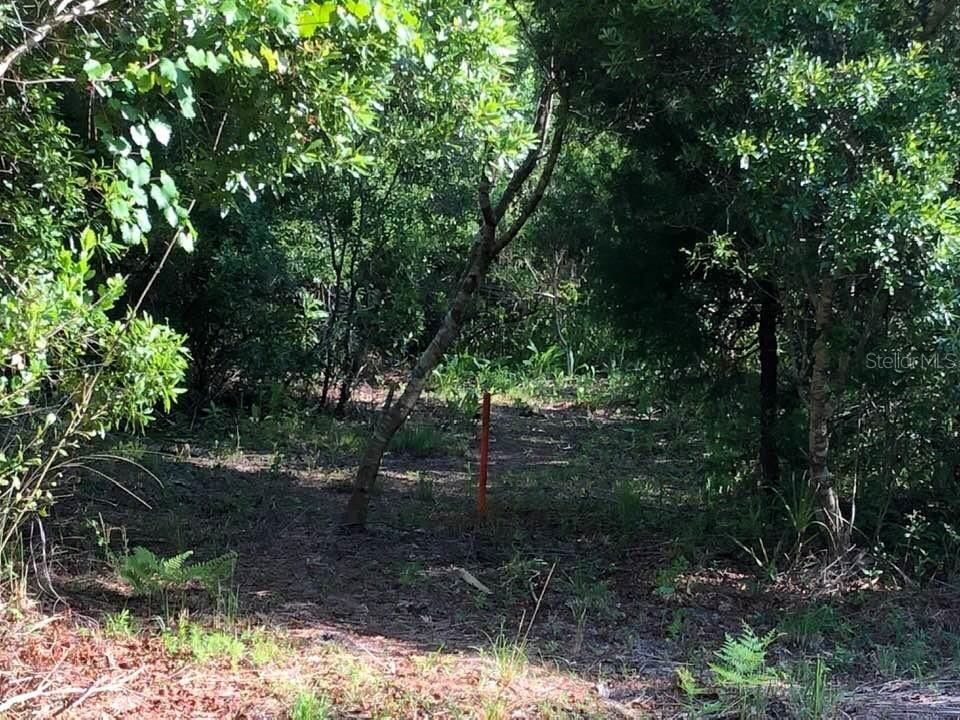 At the END of Marcelo Road, this red stake indicates the approximate beginning of 3435 Marcelo.  Property is 10 acres, off of this quiet dead-end road.  Road is not in yet, but has been cleared back to this spot.