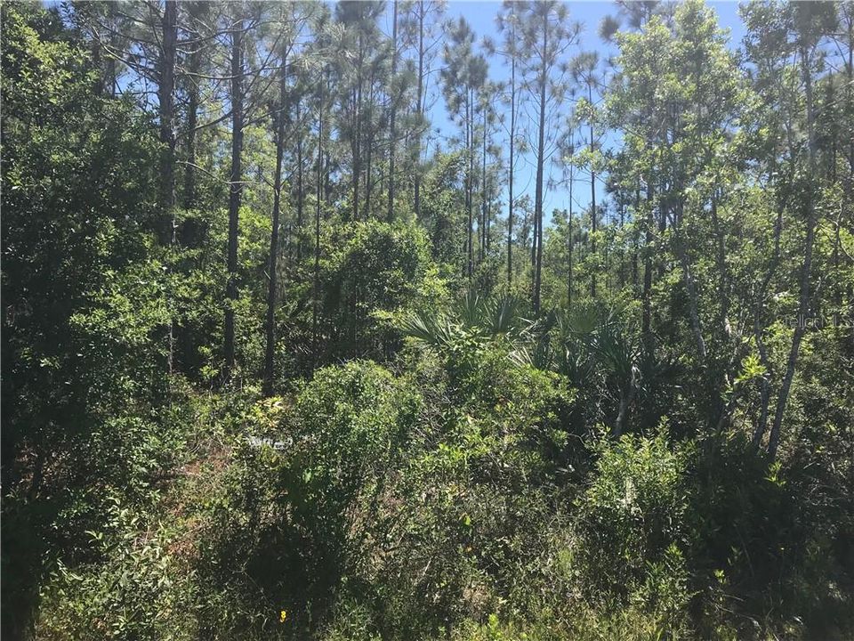 Beautifully treed 1 Acre Corner lot