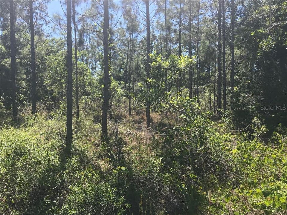 1.24 Acres of High Dry Wooded Beauty!