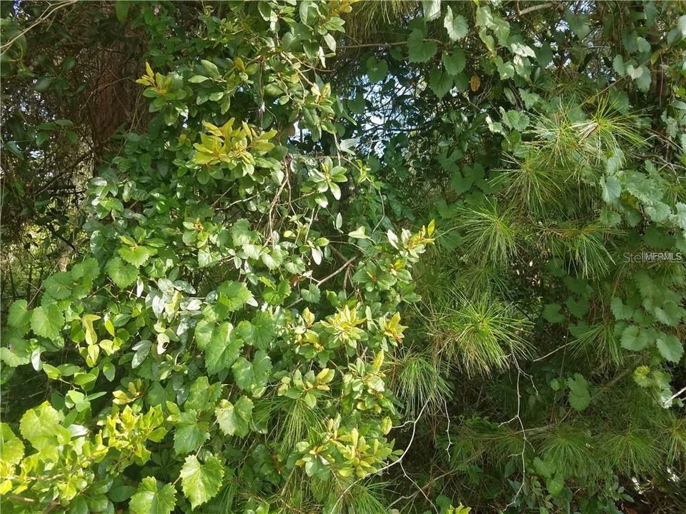 Recently Sold: $35,000 (0.31 acres)