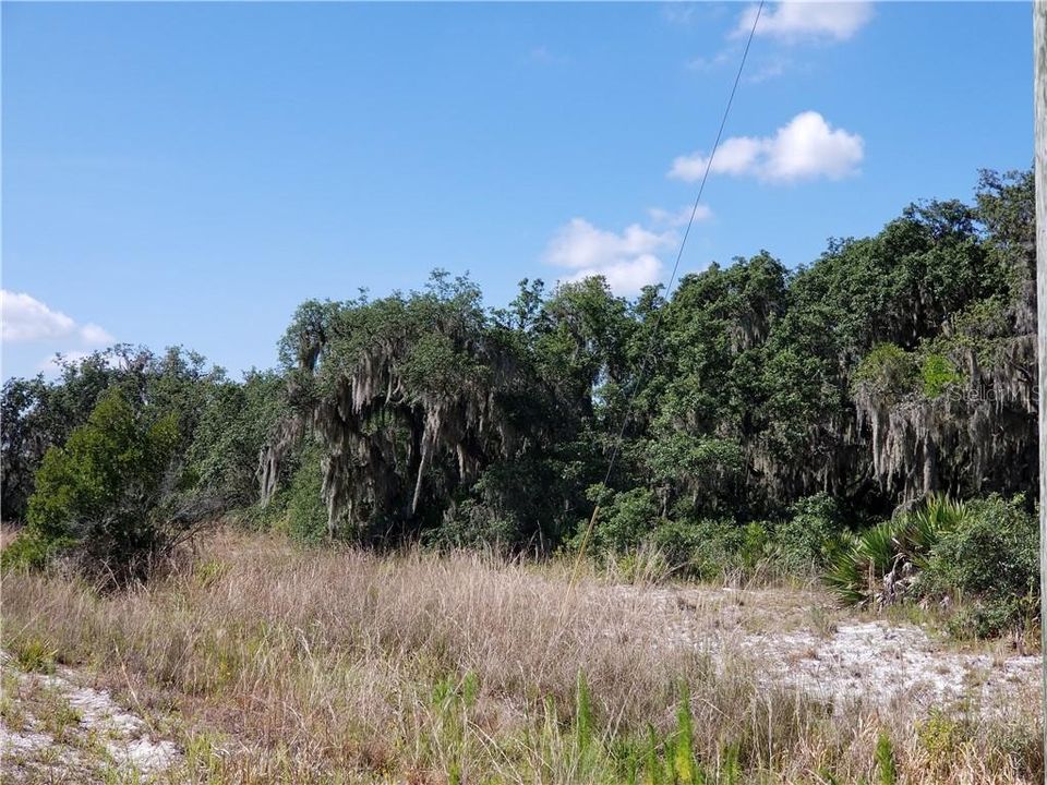 Nice wooded section of the land.