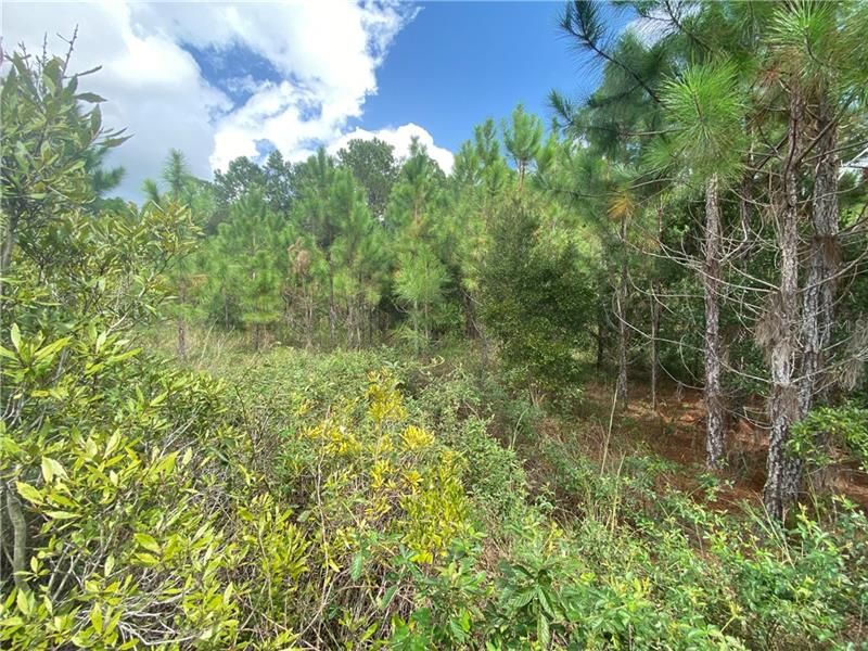 Recently Sold: $39,800 (6.85 acres)