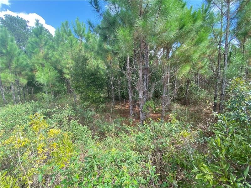 Recently Sold: $39,800 (6.85 acres)