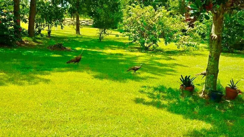 Turkeys enjoying the Front yard