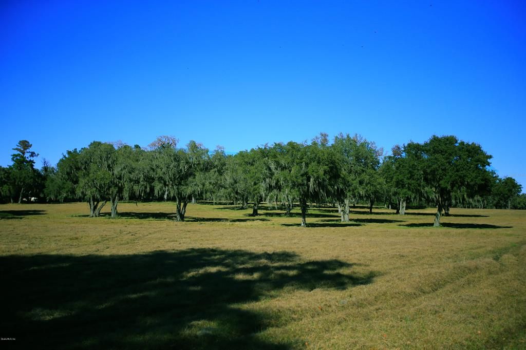 Tree Hammocks