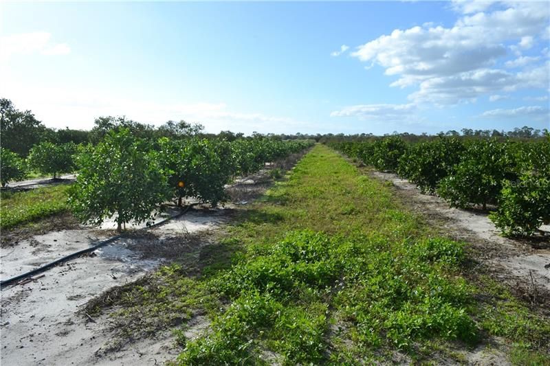 Recently Sold: $780,000 (130.00 acres)