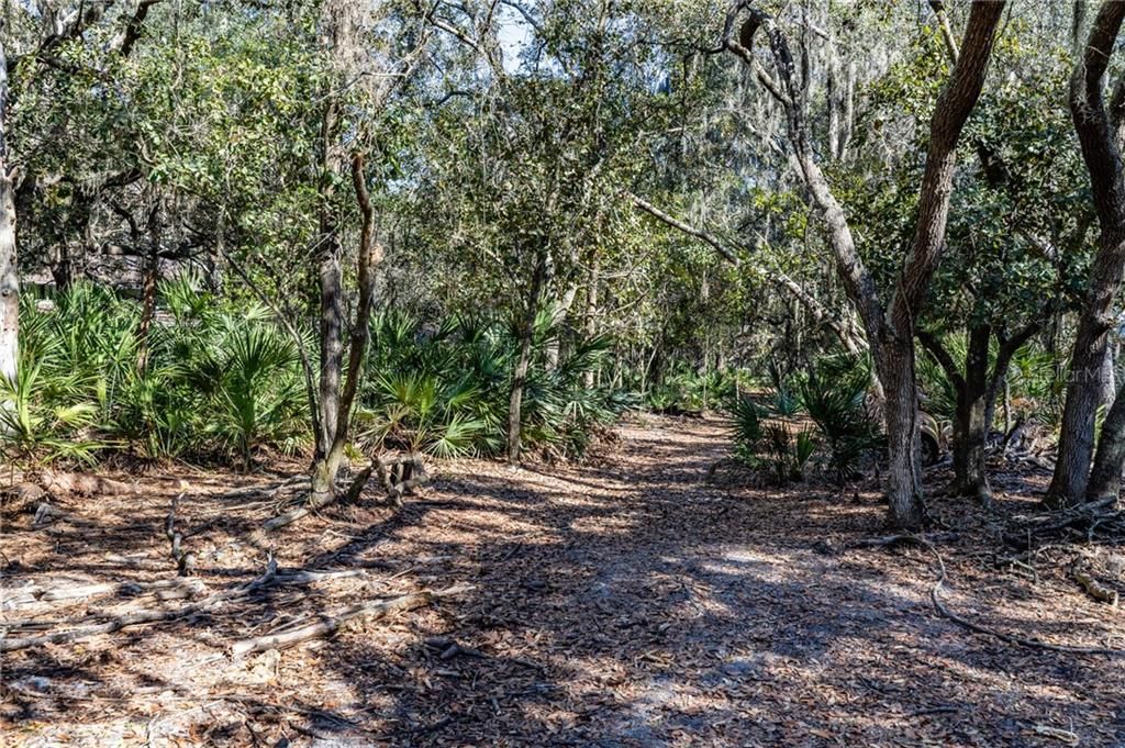 Trail in back yard