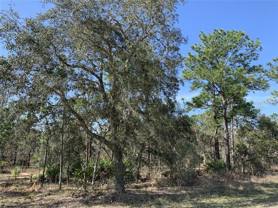 Recently Sold: $6,900 (0.46 acres)