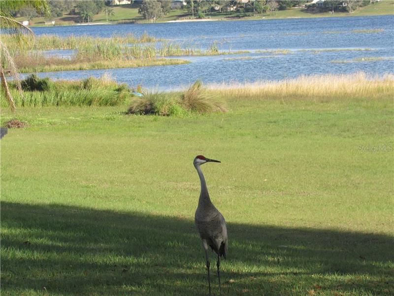 Wild Sandhill Cranes often seen on property