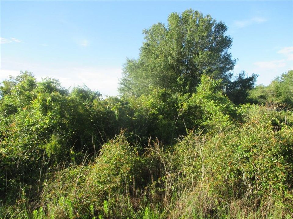 Recently Sold: $6,500 (1.25 acres)