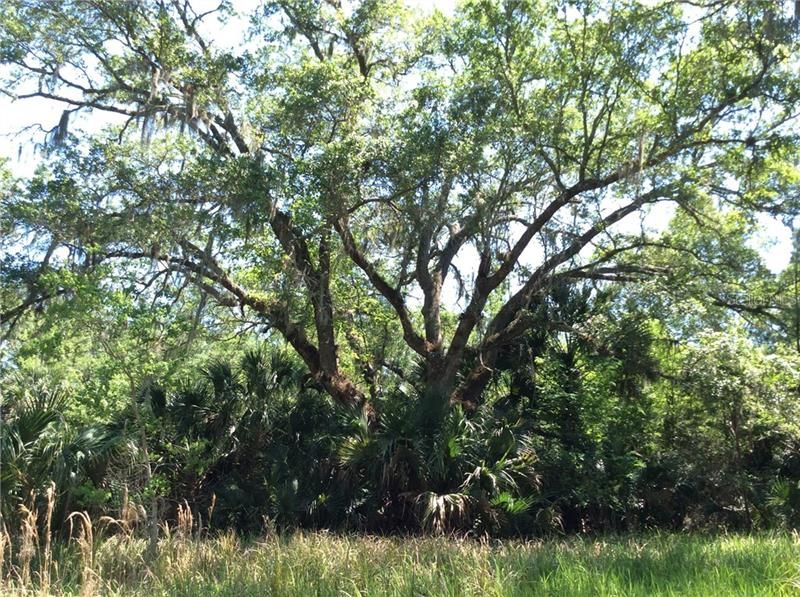 One of the majestic Oaks on property.