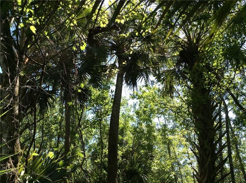 Such a wonderful canopy all around.