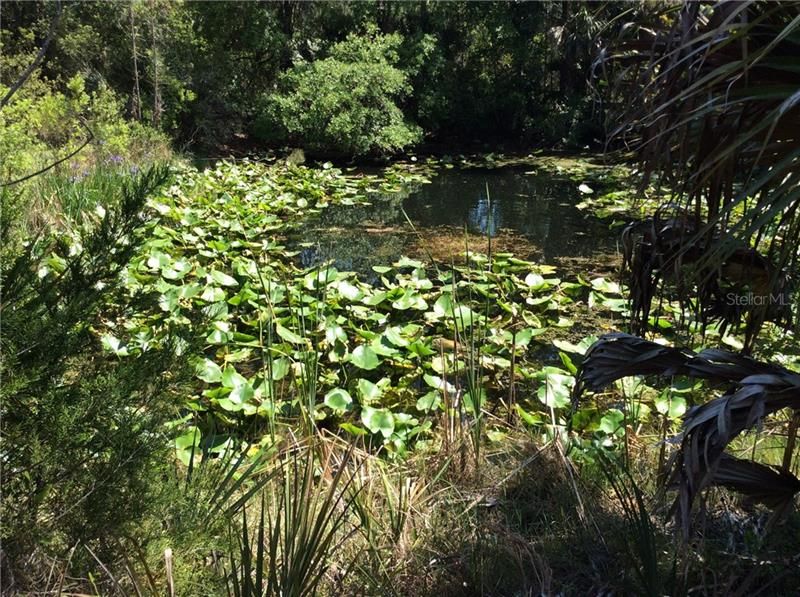 Natural Pond. Fish, turtles, otters and more.