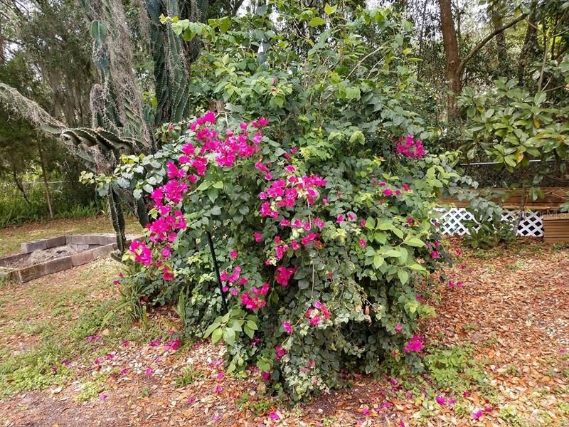 Gorgeous Landscaping Throughout The Yard!