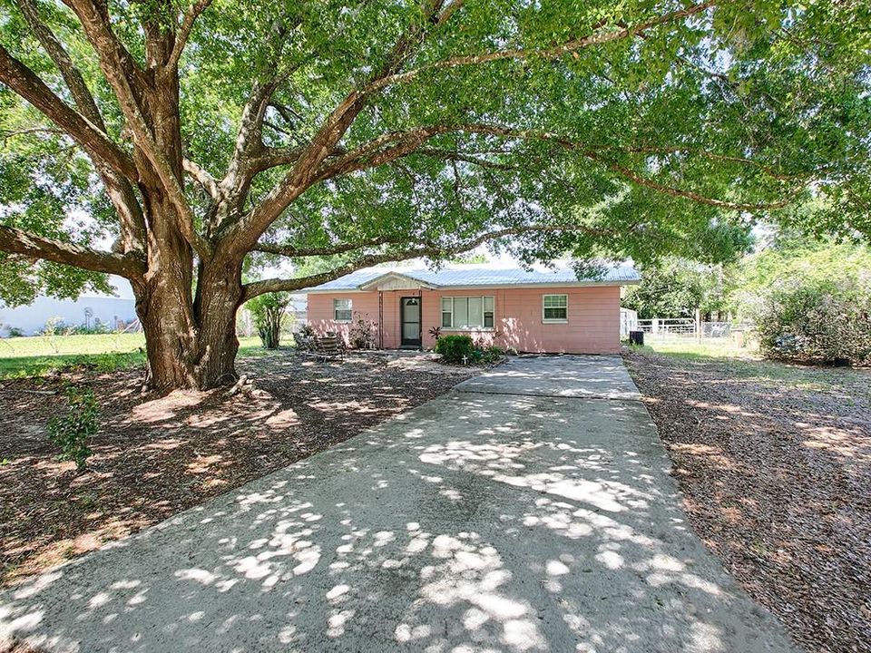 Beautiful Oak in Front Yard