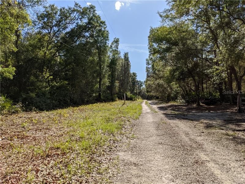 Quiet Lane in the Ocala National Forest