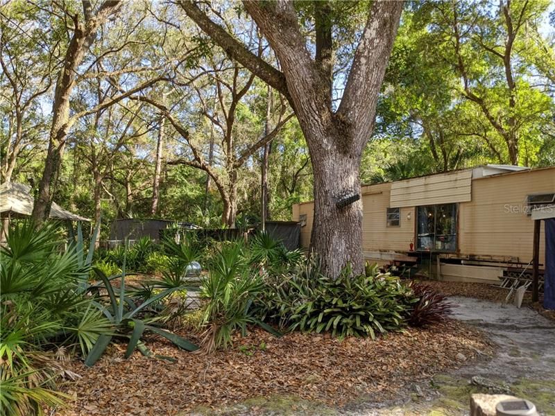 Beautiful Oaks in the Ocala National Forest