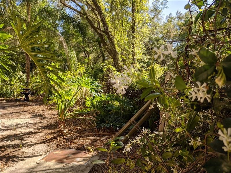 Beautiful Oasis in the Ocala National Forest