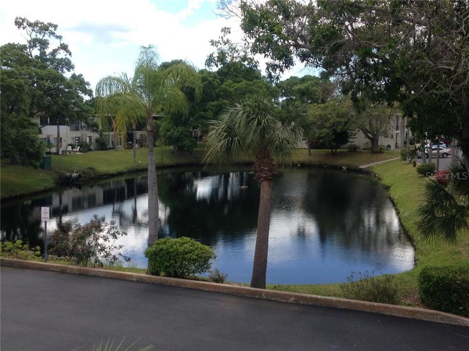 Peaceful Community Pond.