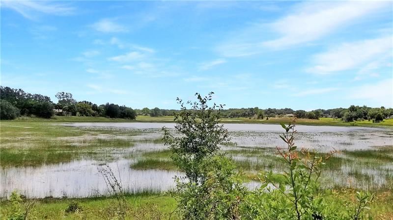 Pond view