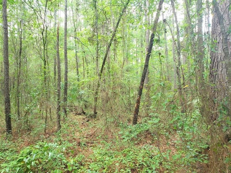 Recently Sold: $29,900 (2.45 acres)